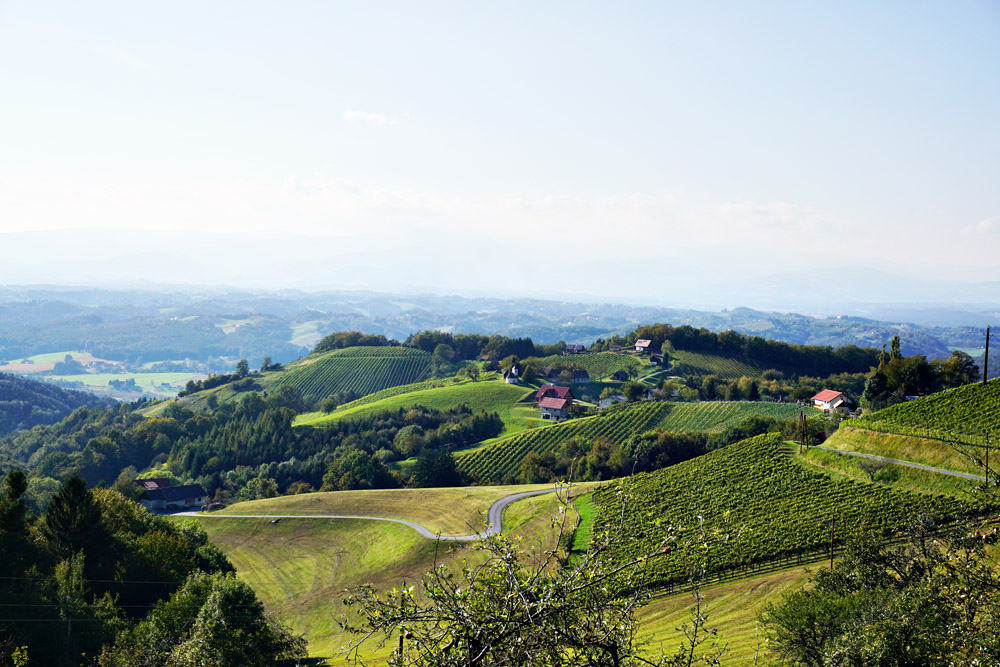 Buschenschank Empfehlung Suedsteiermark Reschkeller Weinbau Zeck 2