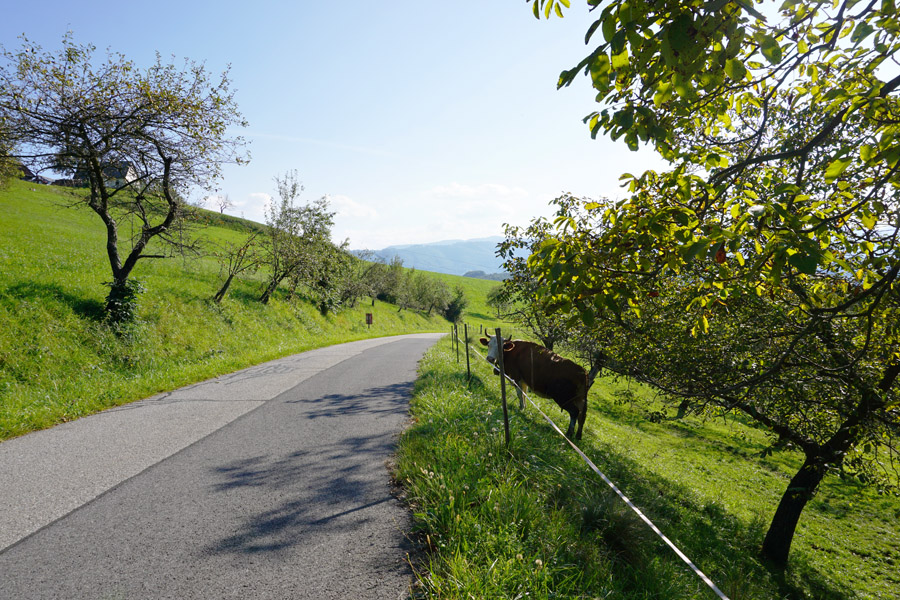 Buschenschank Empfehlung Suedsteiermark Reschkeller Weinbau Zeck 3