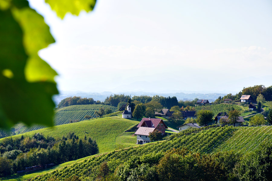 Buschenschank Empfehlung Suedsteiermark Reschkeller Weinbau Zeck 4