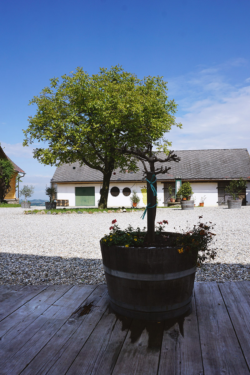 Buschenschank Weingut oberGuess Schlossberg – Suedsteirische Weinstrasse