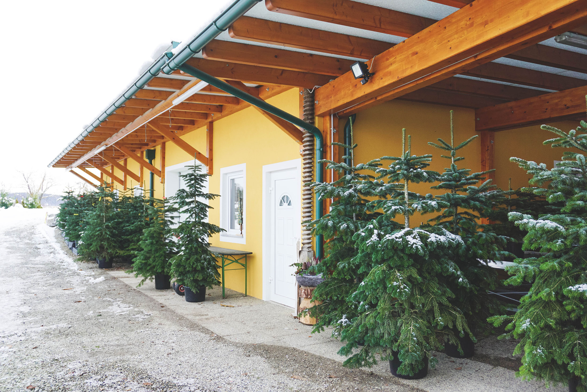 Christbaum mieten für nachhaltige Weihnachten