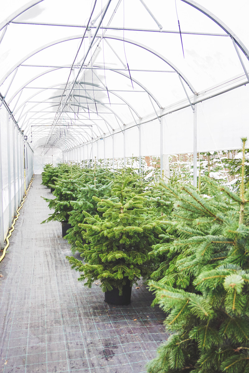 Christbaum mieten für nachhaltige Weihnachten