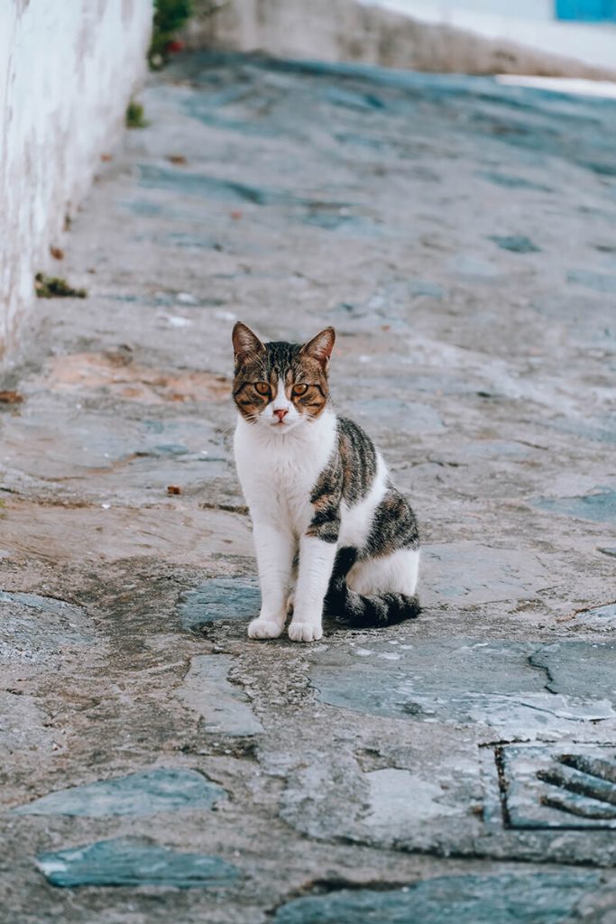 Die Katzen auf Skopelos